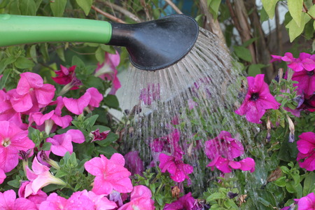 Watering from a watering canの写真素材