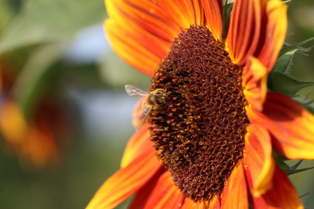 A bee collects nectar from a sunflowerの写真素材