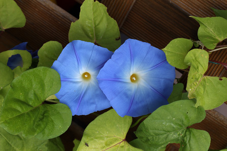 Blue bindweed