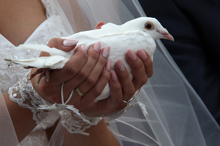 Wedding doveの写真素材