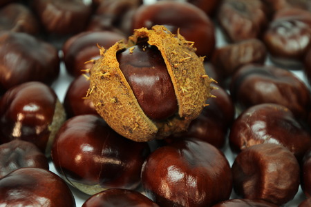 The fruits of the chestnutの写真素材