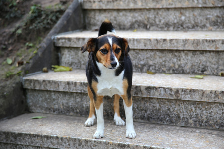 Dogの写真素材