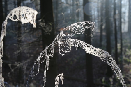 Rime / Branches of bushes in the cold.の写真素材