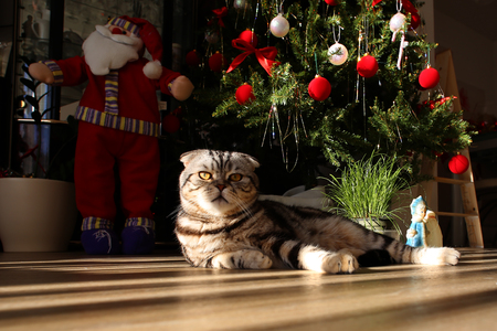 Holidays / Beautiful Christmas and New Years scene / British Shorthair kittenの写真素材