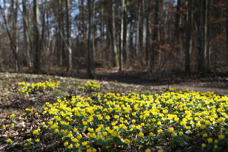 Winter aconite / Eranthis hyemalis grows in Southern Europe, the picture is taken in Germany.の写真素材