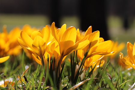 Crocuses / A group of crocuses in the grassの写真素材