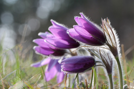 Purple pasque flowers in springtime / Hairy fuzzy pasque-flowers in soft purple pastel colors in...