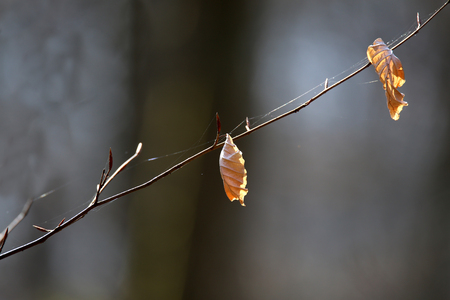 Lonely yellow leaf hanging on a treeの写真素材