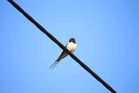 Bird / Swallow sits on a wireの写真素材