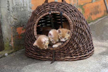 Pets / Kittens / Little kittens playの写真素材