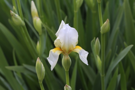 White Irisesの写真素材