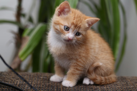 Pets / Kittens / Little kittens playの写真素材
