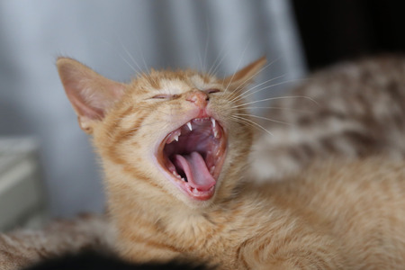 Pets / Kittens / Little kittens playの写真素材