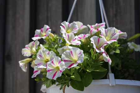 Petunia - a very beautiful summer flowersの写真素材