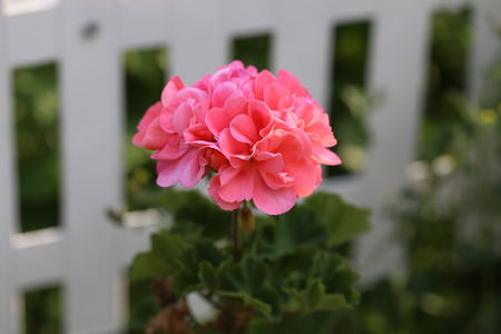 Geranium - Beautiful garden flowers / blossom in summerの写真素材