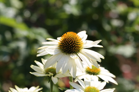 Daisy / Beautiful spring flowers in a meadowの写真素材