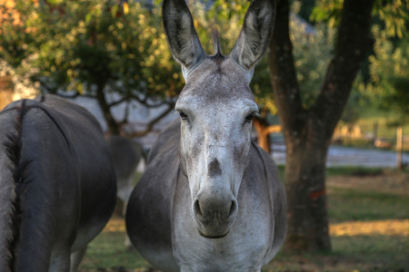 Gray donkeys in the open air.の写真素材