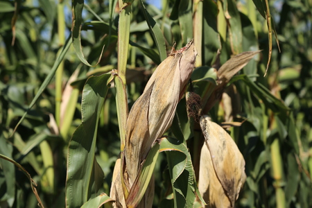 Agriculture  corn field  corn silage