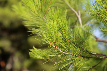 Coniferous trees in forest  Needles close-up