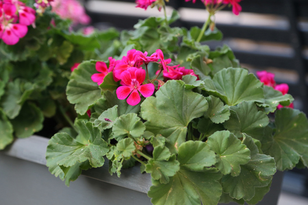 Geranium.の写真素材