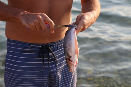 Fish processing  Fish processing outdoors. Detail.の写真素材