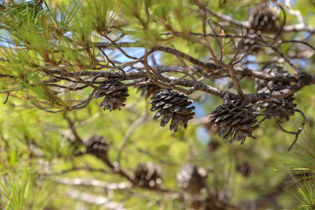 Coniferous trees in forest  Needles close-upの写真素材