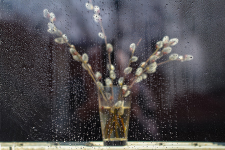 Spring  Flowering willow in a vaseの写真素材