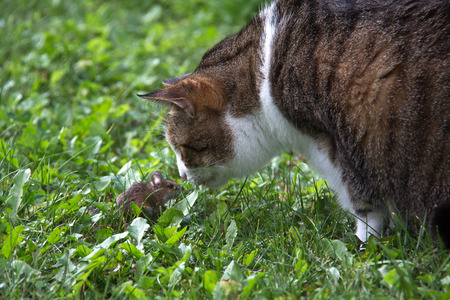 Cat  Domestic cat posing for the cameraの写真素材