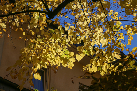 Beautiful autumn leaves  Beautiful autumn leaves on a tree in the forestの写真素材