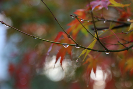 Beautiful autumn leaves  Beautiful autumn leaves on a tree in the forestの写真素材