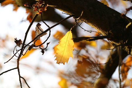 Autumnの写真素材
