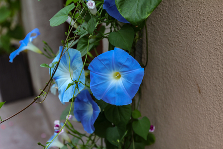 Blue flower convolvulus
