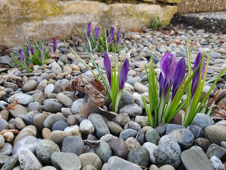 Crocuses / A group of crocusesの写真素材