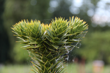Araucaria araucaria / Monkey puzzle tree Araucaria araucaria