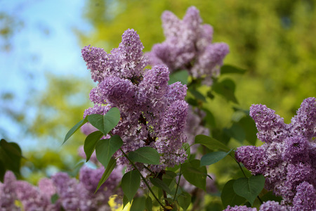 A branch of blossoming lilac in the garden