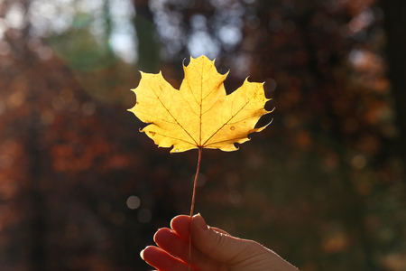 Autumn. Yellow maple leaf in the hands.の写真素材