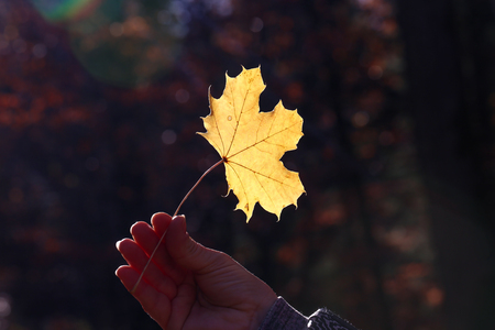 Autumn. Yellow maple leaf in the hands.の写真素材