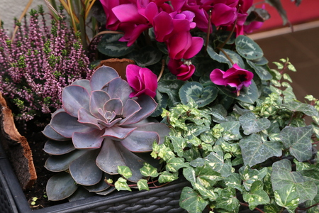 Echeveria is a large genus of flowering plants in the Crassulaceae family.の写真素材