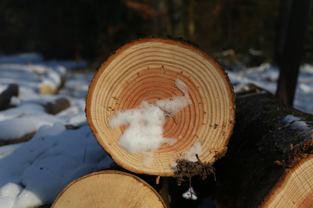 Harvested trees. Harvested trees in winter forestの写真素材