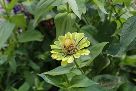 Pink zinnia flower blooming in garden, (Zinnia violacea Cav.)の写真素材