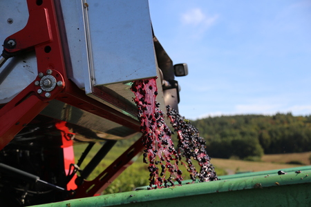Harvesting grapes by a combine harvester