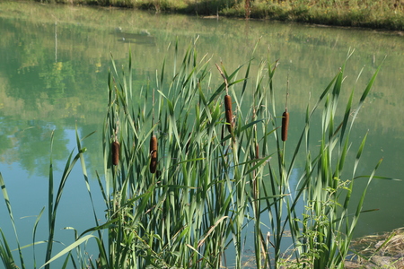 Reeds grow on the lakeの写真素材