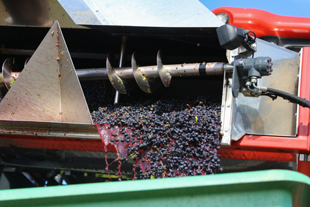 Harvesting grapes by a combine harvesterの写真素材