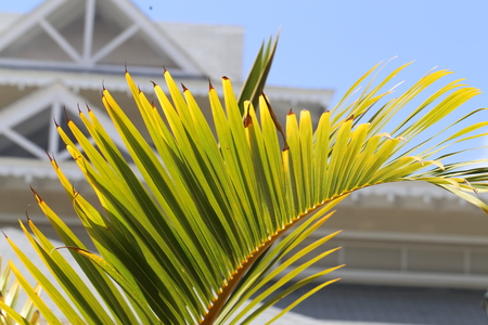 Beautiful leaves of the palm