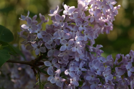 Blooming lilac in the gardenの写真素材