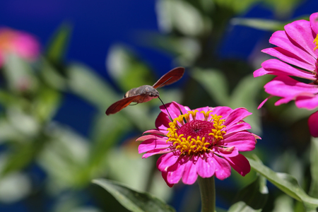 Hummingbird hawk-moth / butterfly sits on a flowerの写真素材