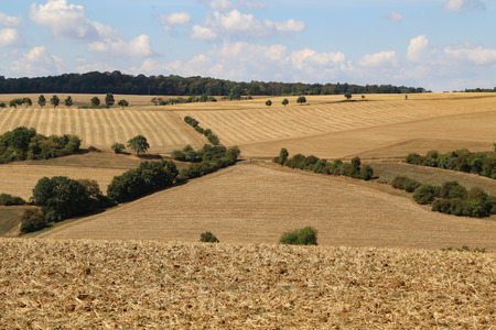 Harvested wheat field