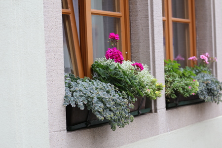 Geranium - beautiful balcony flowers