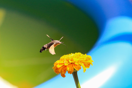 Hummingbird hawk-moth / butterfly sits on a flowerの写真素材