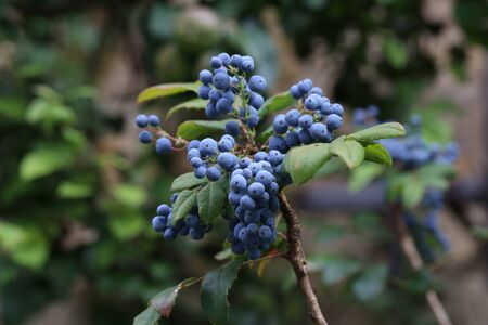Blue berries on branchesの写真素材
